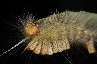 灰綠棕毒蛾 Ilema nachiensis