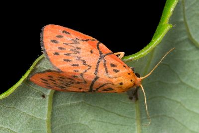 禮正異葩苔蛾 Aberrasine lichenshihi 雄蟲