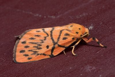 禮正異葩苔蛾 Aberrasine lichenshihi 雄蟲