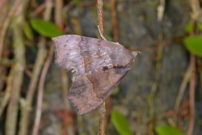 紫藕綸裳蛾 Thalatta fasciosa 雄蟲