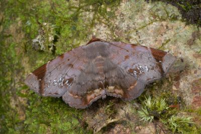 亞前緣薄裳蛾 Mecodina subcostalis 雄蟲