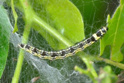 厚殼樹篩蛾 Ethmia lapidella