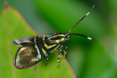 叉紋閃舞蛾 Saptha divitiosa 雄蟲