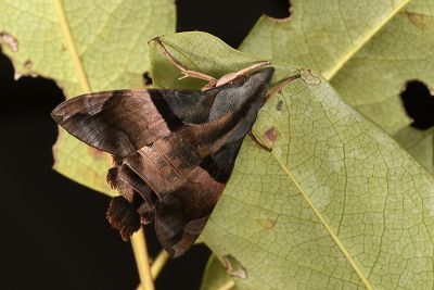 虎皮楠長喙天蛾 Macroglossum passalus 雄蟲