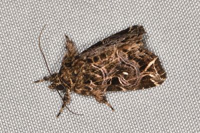 流紋散紋夜蛾 Callopistria rivularis 雌蟲