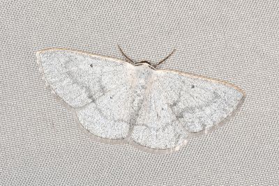 Lomographa lungtnensis 雌蟲