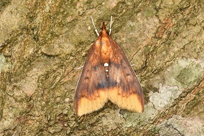 後泛黃麗斑野螟蛾 Lipararchis tranquillalis 雄蟲