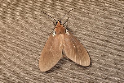 圓端擬燈蛾 Asota heliconia zebrina 雌蟲