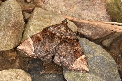 Omphalomia hirta 雄蟲