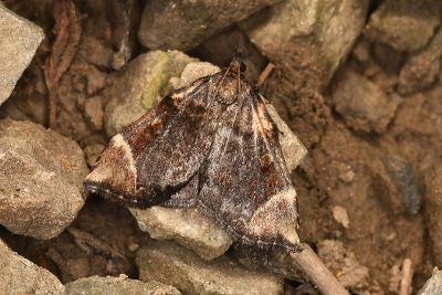 Omphalomia hirta 雄蟲