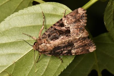 宏類秀夜蛾 Genoveva magnirena 雄蟲