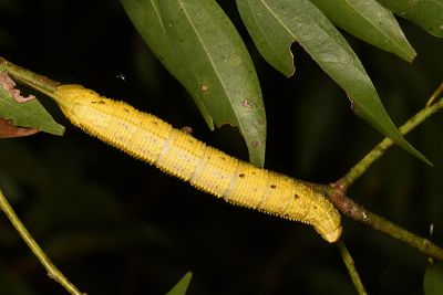 臀角斑天蛾 Amplypterus mansoni takamukui