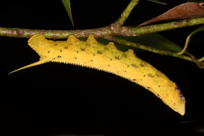 臀角斑天蛾 Amplypterus mansoni takamukui