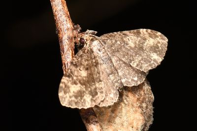 鏽斑波尺蛾 Pseudocollix hyperythra catalalia 雄蟲