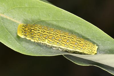 黃星斑鳳蝶 Papilio epycides melanoleucus