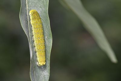 黃星斑鳳蝶 Papilio epycides melanoleucus