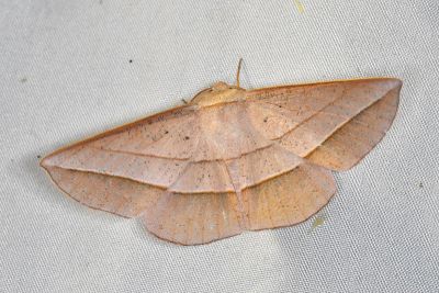 二線沙尺蛾 Sarcinodes carnearia 雄蟲