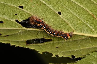 蘋劍紋夜蛾 Acronicta intermedia