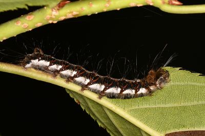 鑲夜蛾 Trichosea champa