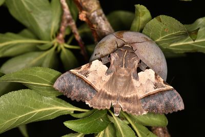 鈴斑翅裳蛾 Serrodes campana 雄蟲