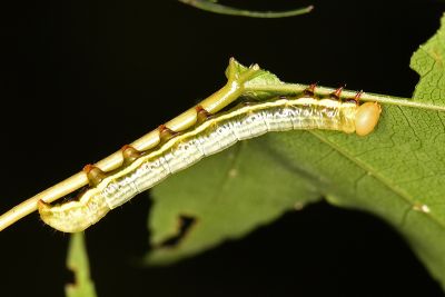 沙舟蛾 Shaka atrovittatus mushana