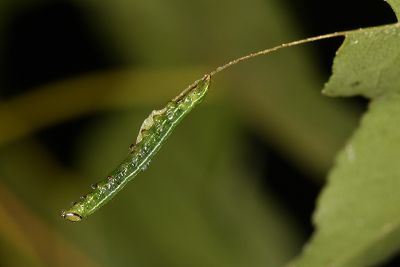 銀裙舟蛾 Semidonta basalis