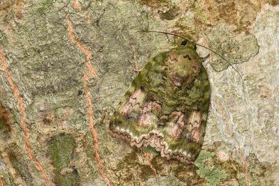 Blenina angulipennis 雄蟲