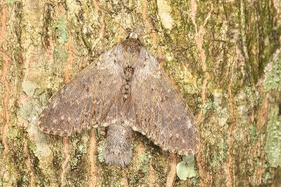 臺蟻舟蛾 Stauropus teikichiana teikichiana 雌蟲