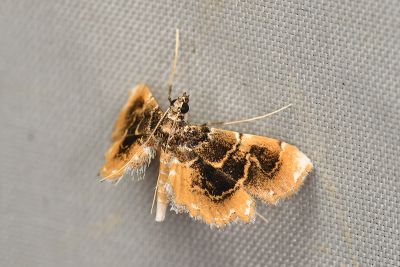 八點纓翅水螟蛾 Thysanoidma octalis