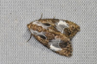 水波嵐瘤蛾 Evonima aperta 雄蟲