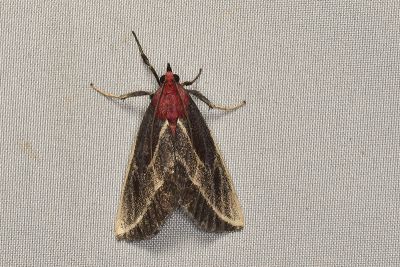 朱碩螟蛾 Toccolosida rubriceps 雌蟲