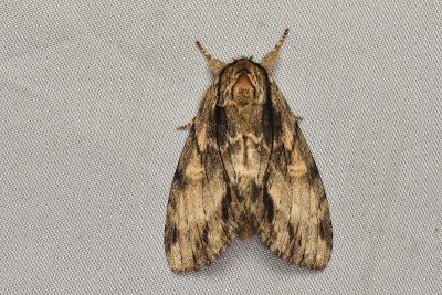 沙舟蛾 Shaka atrovittatus mushana 雌蟲
