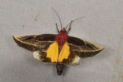 朱碩螟蛾 Toccolosida rubriceps 雌蟲