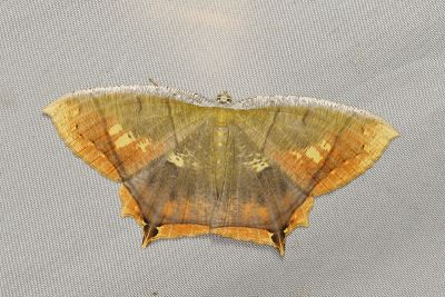 灰斑黃蝶尺蛾 Thinopteryx nebulosa 雌蟲
