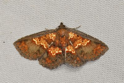 紅紋裳蛾 Cerynea igniaria 雌蟲