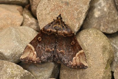 Omphalomia hirta 雄蟲