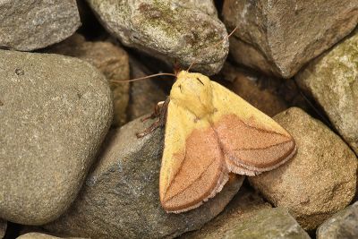 臺灣黃刺蛾 Monema rubriceps 雄蟲