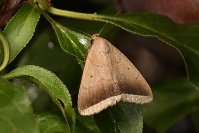 弧緣貧裳蛾 Simplicia bimarginata 雌蟲