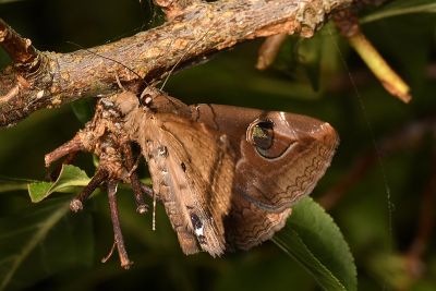 瞳裳蛾 Ommatophora luminosa 雄蟲