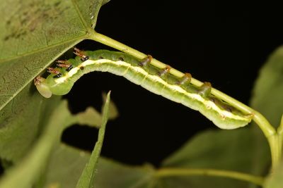 沙舟蛾 Shaka atrovittatus mushana
