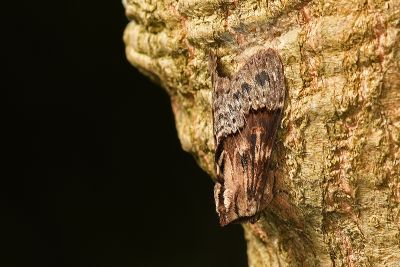 銀裙舟蛾 Semidonta basalis 雄蟲