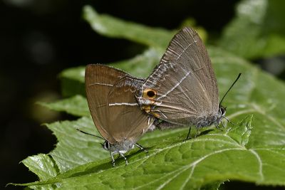 霧社翠灰蝶 Chrysozephyrus mushaellus mushaellus 交尾中個體