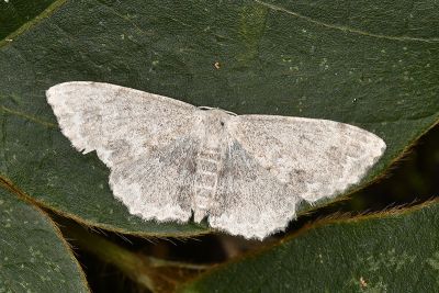 灰小岩尺蛾 Scopula isomerica 雌蟲