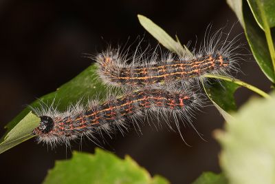 頂斑圓掌舟蛾 Phalera assimilis formosicola