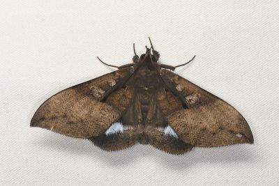 藍條裳蛾 Ischyja manlia 雄蟲