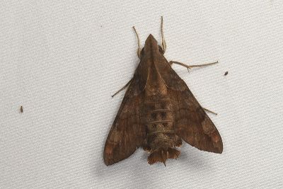 北京長喙天蛾 Macroglossum saga 雄蟲