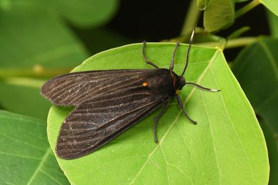 陽污燈蛾 Amsactoides solitaria 雄蟲