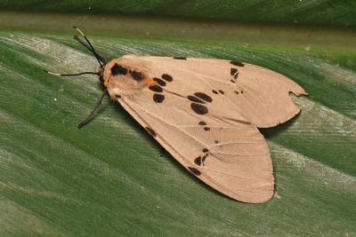陽污燈蛾 Amsactoides solitaria 雌蟲