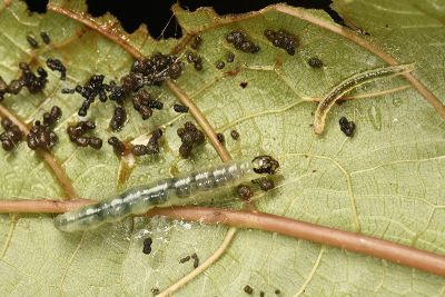 暗切葉野螟蛾 Herpetogramma fuscescens