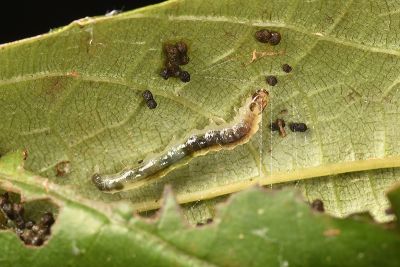 暗切葉野螟蛾 Herpetogramma fuscescens